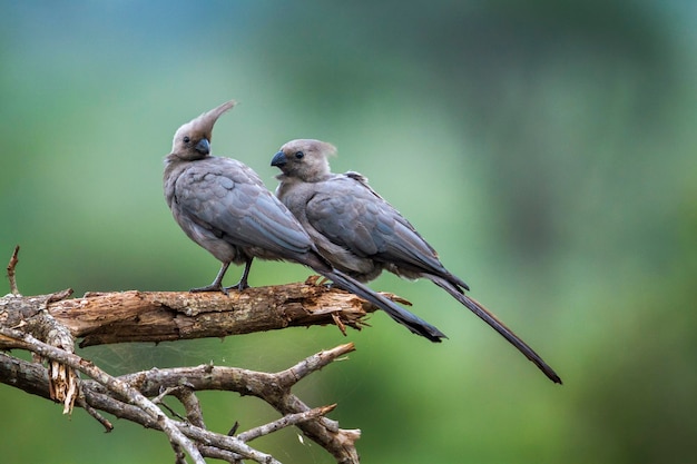 Bird perching on a branch