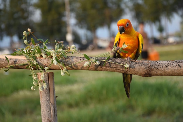 Foto un uccello appoggiato su un ramo