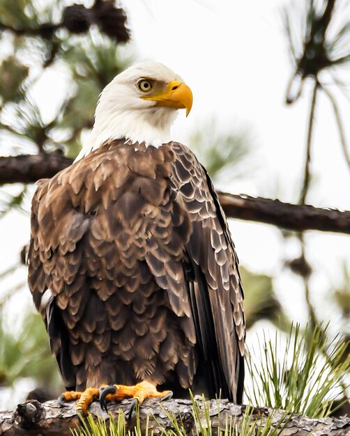 Photo bird perching on branch