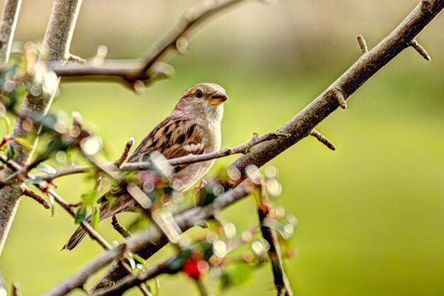 Bird perching on branch