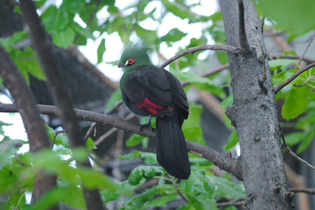 Photo bird perching on a branch