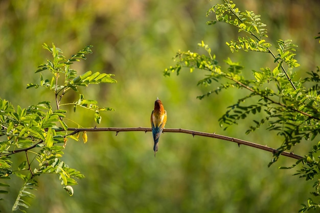 Photo bird perching on branch