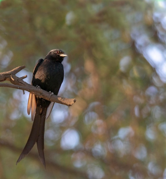 Photo bird perching on branch