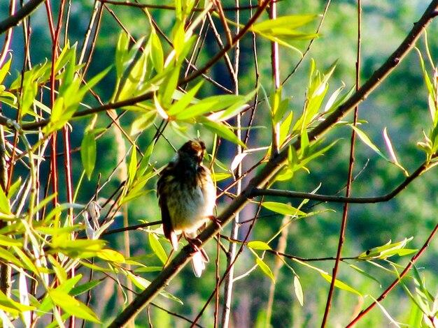 Bird perching on branch