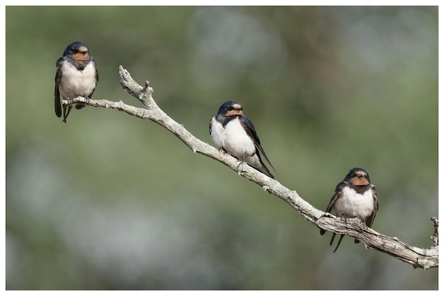 Photo bird perching on a branch