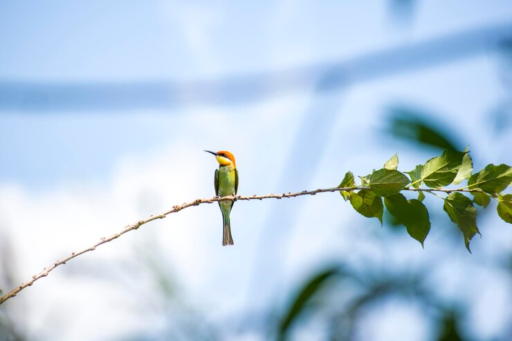 Photo 枝 に 座っ て いる 鳥