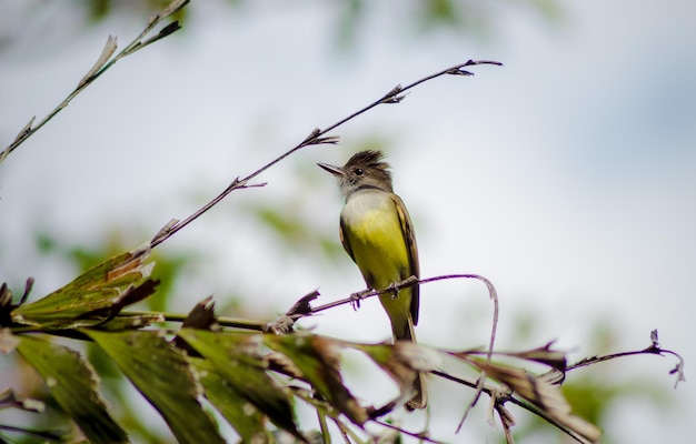 枝 に 座っ て いる 鳥