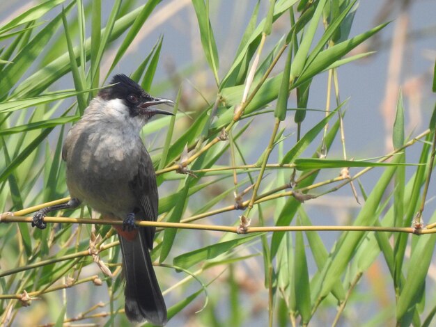 Bird perching on a branch