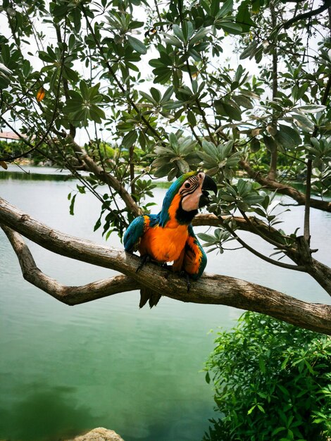 Bird perching on a branch