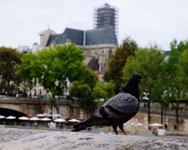 Photo bird perching on a building