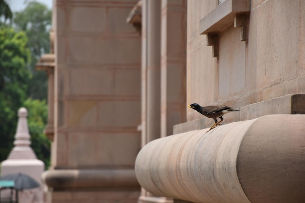 Photo bird perching on a building