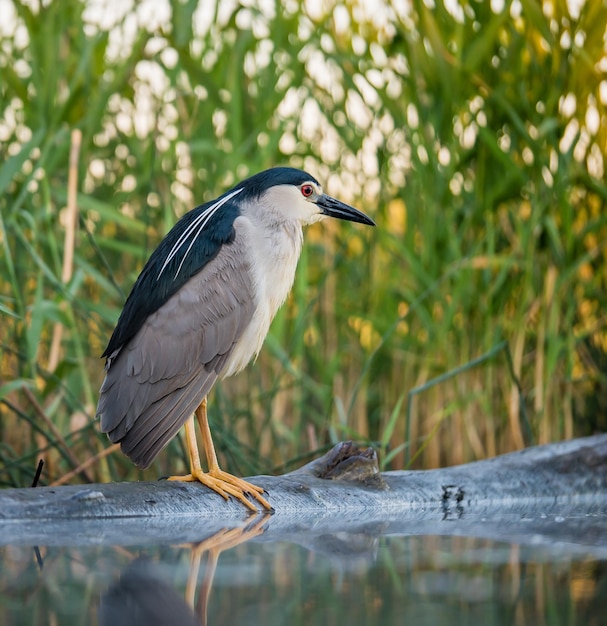 湖のそばに座っている鳥