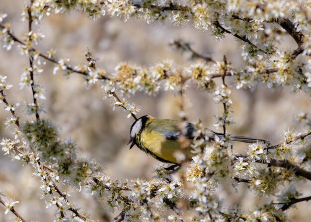 Foto un uccello appoggiato su un albero di ciliegio in fiore