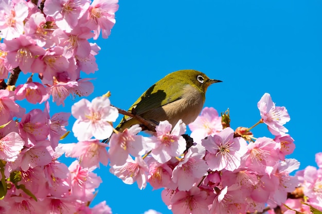 Птица, сидящая на вишневом цвете
