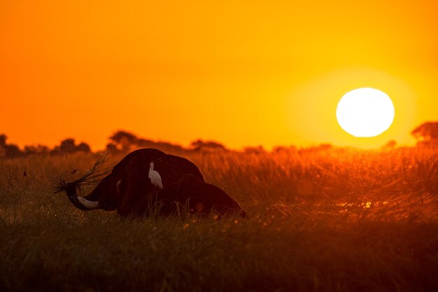 Photo bird perching on elephant standing amidst plants against clear sky during sunset