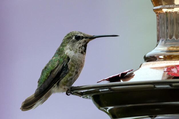 Photo bird perching on a feeder