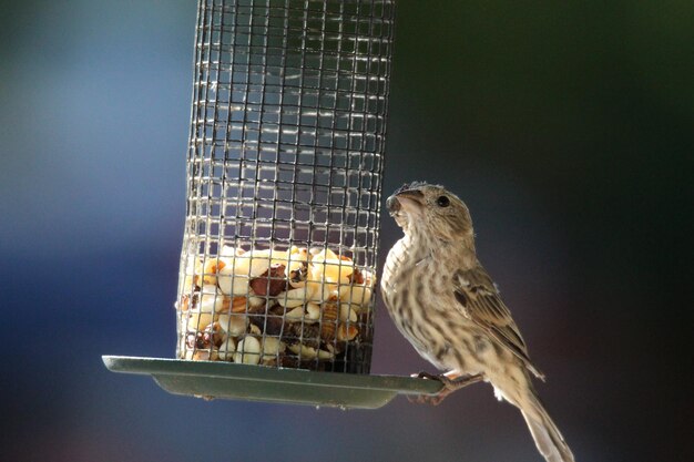 Bird perching on a feeder