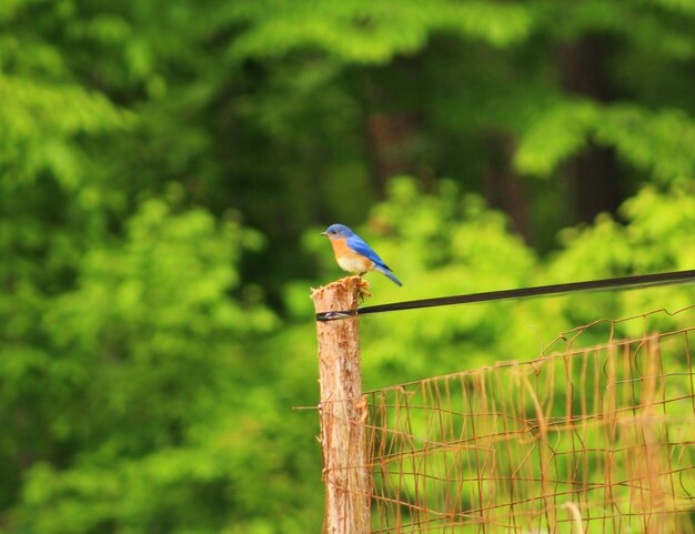 Photo bird perching on fence