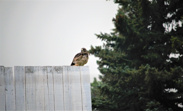 Photo bird perching on a fence