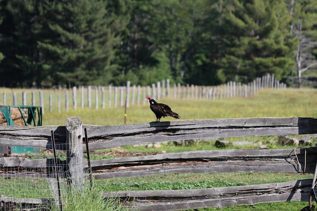 Photo bird perching on a fence