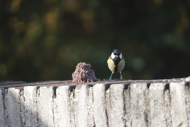 Photo bird perching on a fence