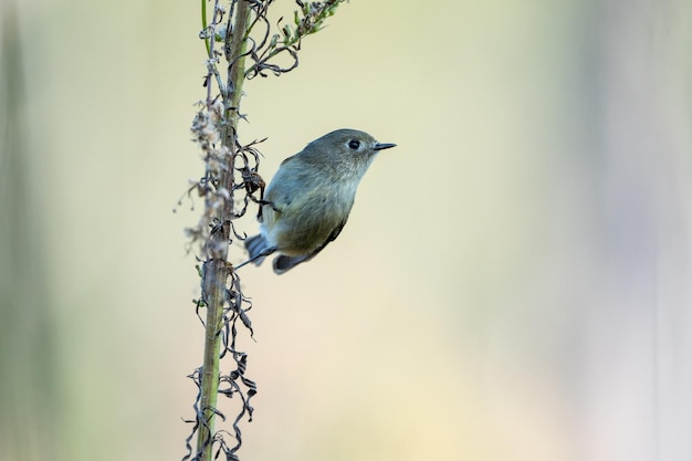 Photo bird perching on a fence