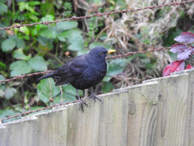 Photo bird perching on a fence