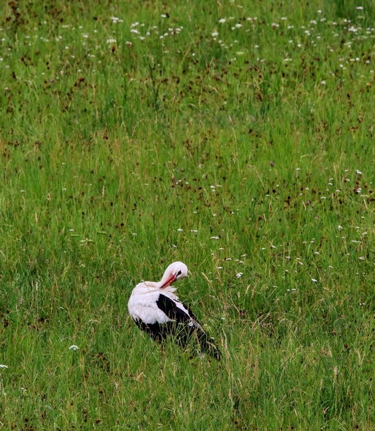 Bird perching on a field