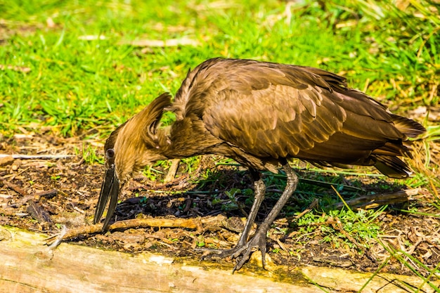 Bird perching on a field