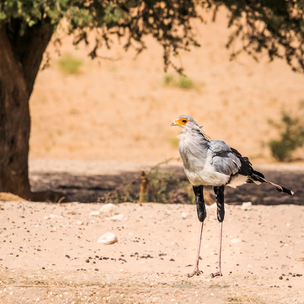 Photo bird perching on a field