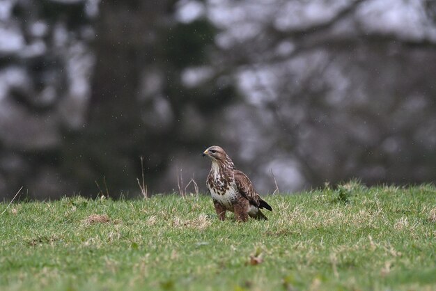 Photo bird perching on a field