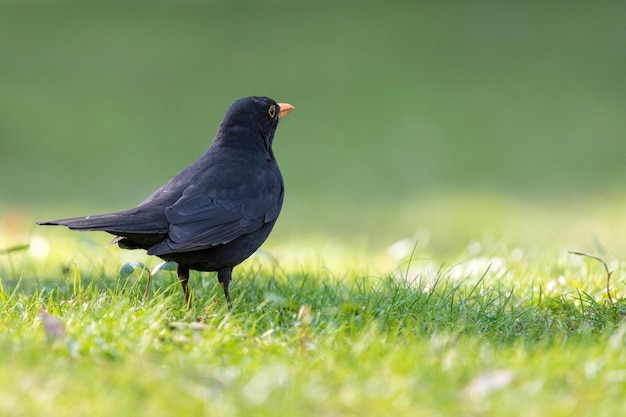 野原に座っている鳥