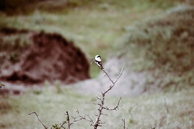 Photo bird perching on a field