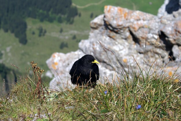 Foto un uccello appoggiato su un campo