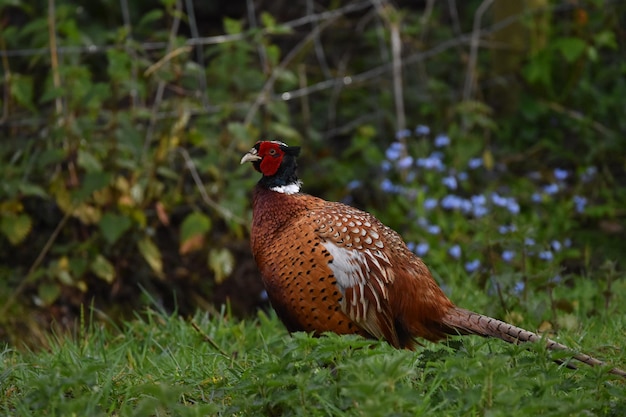 Photo bird perching on a field