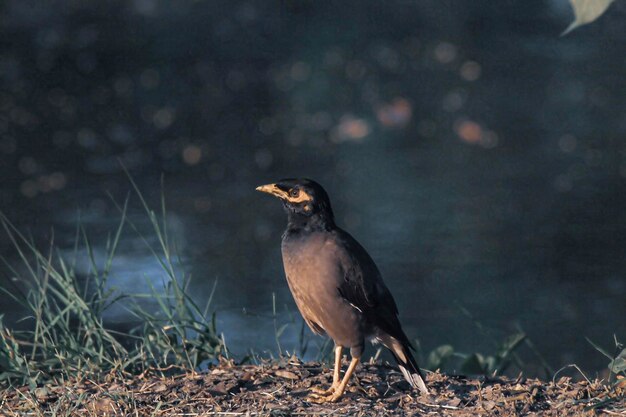 Foto un uccello appoggiato su un campo