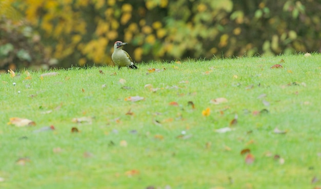 Photo bird perching on field