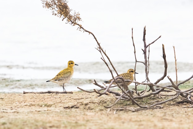 Bird perching on a field