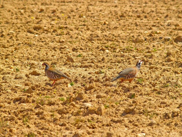 Foto uccelli appoggiati sul campo