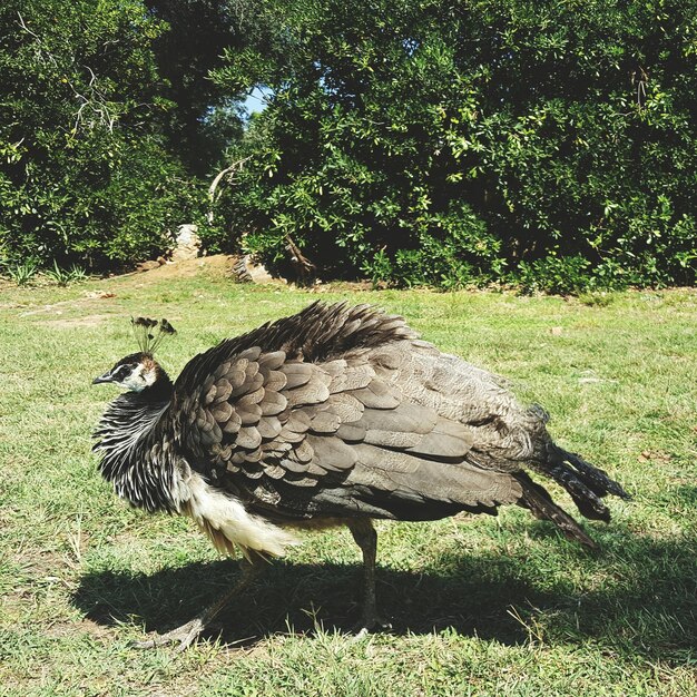 Bird perching on field