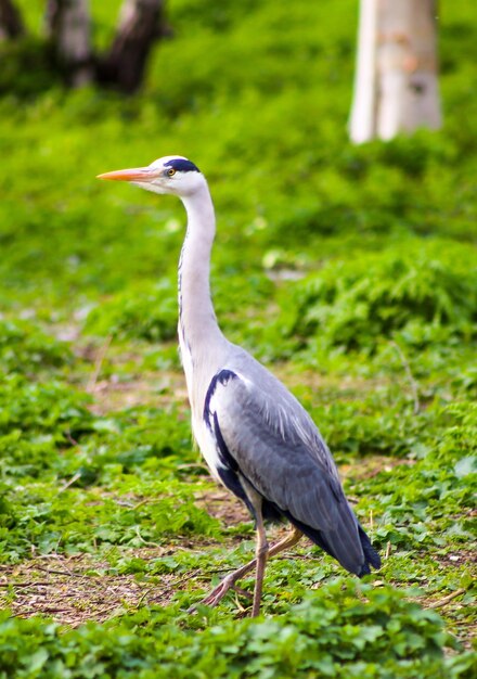 Bird perching on a field