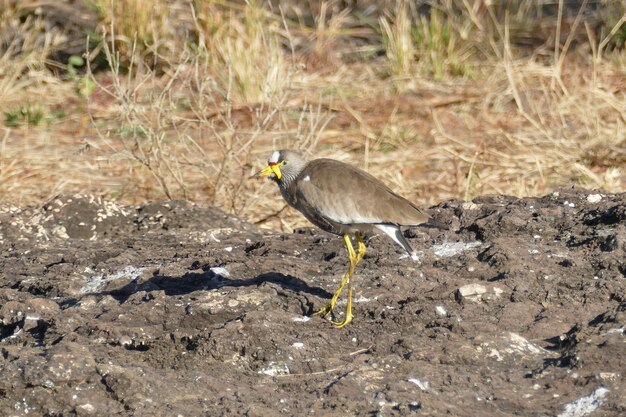 Bird perching on field