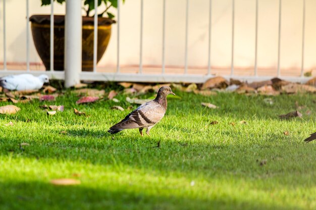 Photo bird perching on a field