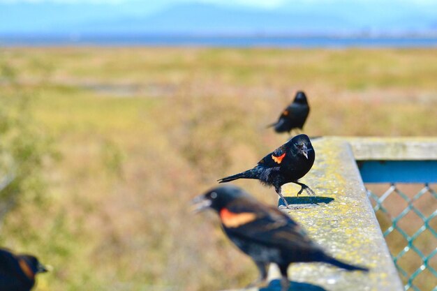 Bird perching on field