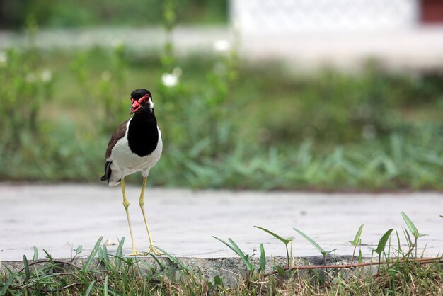 Photo bird perching on a field