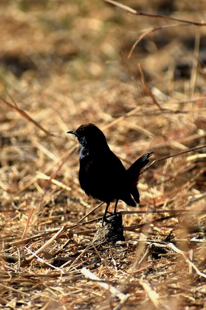 Photo bird perching on a field