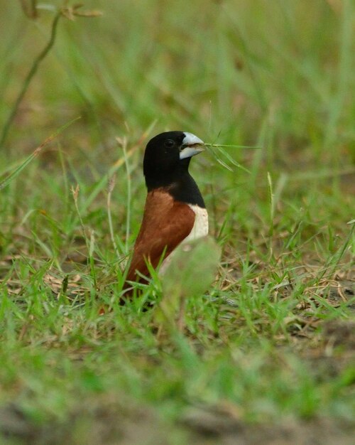 Bird perching on a field