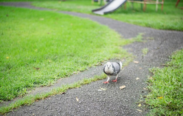 野原に座っている鳥