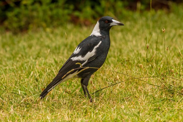 Bird perching on a field