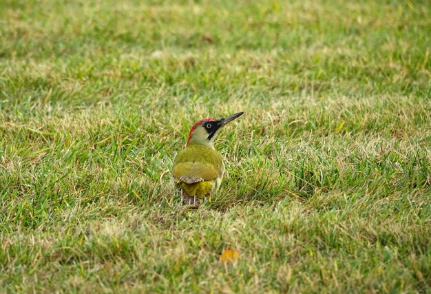 Photo bird perching on a field